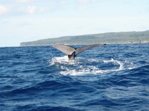 Humpback whale, Tonga